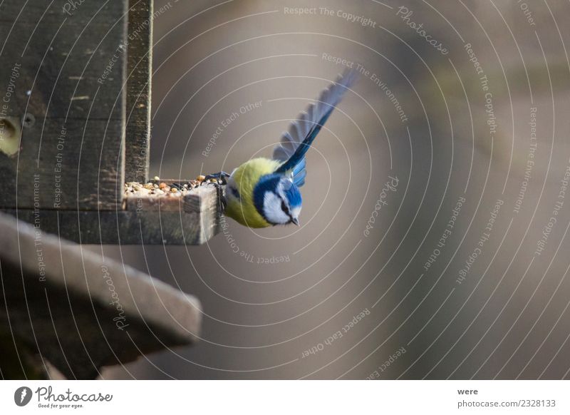 Eine Blaumeise an einem Futterhaus kurz vor dem Abflug Essen Winter Natur Wald Tier Wildtier Vogel 1 fliegen füttern frei klein wild blau gelb elegant Energie