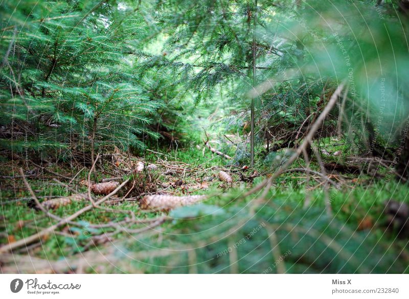 Wir vermissen dich ! Natur Sommer Herbst Pflanze Baum Sträucher Blatt Wald Wachstum grün Waldboden Umwelt Zapfen Fichtenwald Ast Zweig Nadelwald Tannennadel