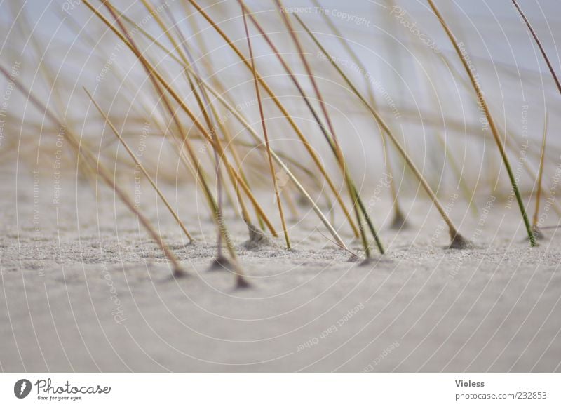 schlecht rasiert !!! Sand Gras Nordsee Insel Freude Dünengras Strand Stranddüne Sandstrand Außenaufnahme Tag Unschärfe Schwache Tiefenschärfe Textfreiraum unten