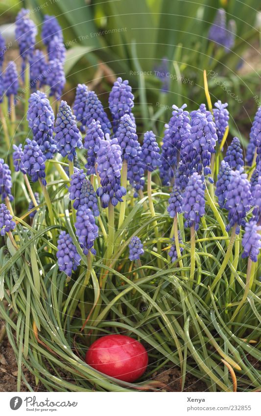 Das rote Ei Lebensmittel Natur Pflanze Blüte Hyazinthe Garten grün violett Vorfreude Kindheit Tradition Ostern Frühling Versteck Farbfoto Außenaufnahme