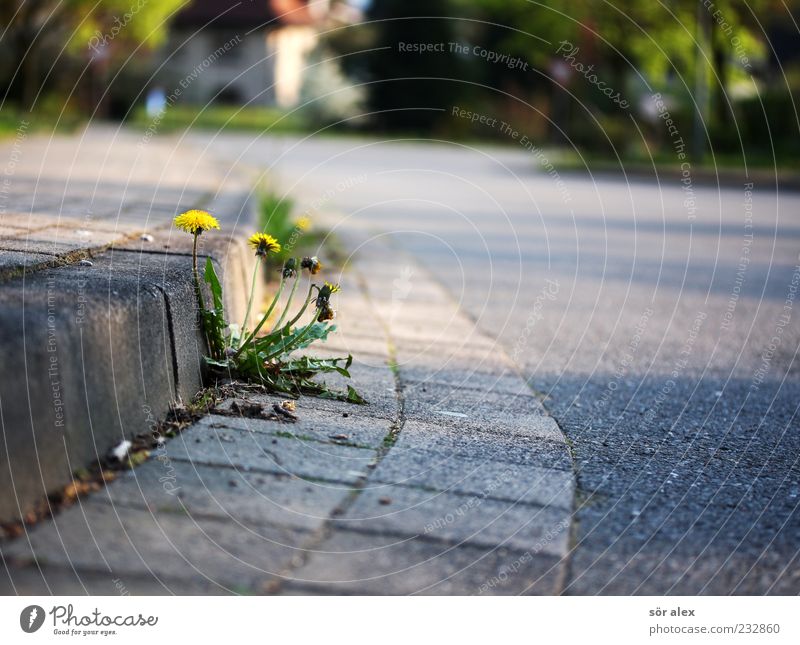 existieren Umwelt Natur Pflanze Baum Blume Gras Löwenzahn Einfamilienhaus Straße Straßenbelag Asphalt Bürgersteig Bordsteinkante Pflastersteine gelb Straßenrand