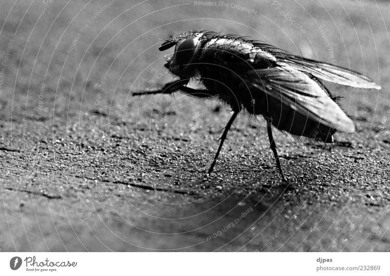 Nur Fliege ist schöner. Tier 1 Holz glänzend schwarz weiß Schwarzweißfoto Außenaufnahme Nahaufnahme Makroaufnahme Abend Licht Schatten Schwache Tiefenschärfe