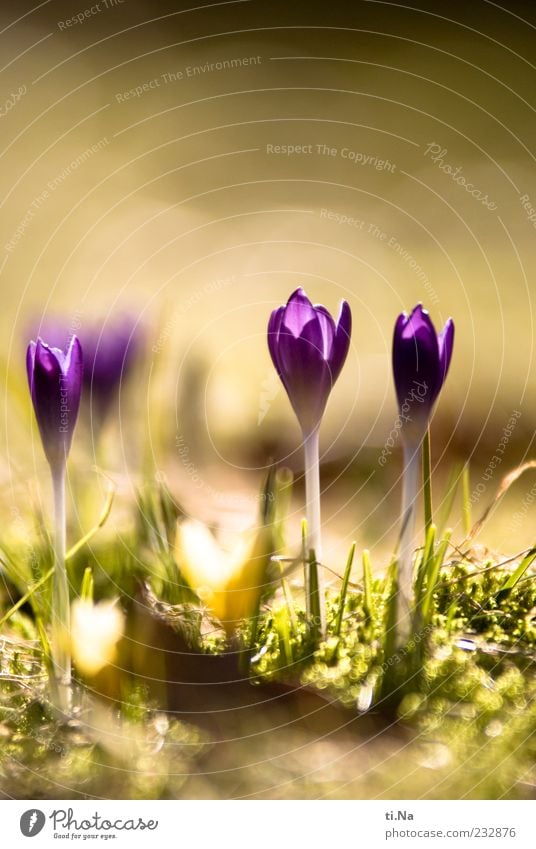 eben war er noch da Frühling Schönes Wetter Pflanze Krokusse Wiese Blühend Wachstum hell schön gelb grün violett Frühlingsgefühle Farbfoto Nahaufnahme