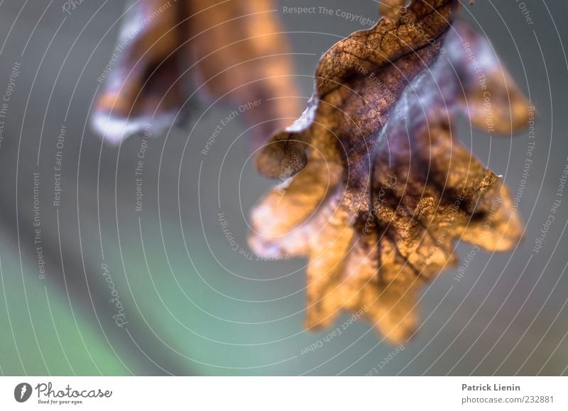 vom letzten Jahr Umwelt Natur Urelemente Luft Herbst Pflanze Blatt Wildpflanze dunkel einfach trocken rot vergangen hängen Blattadern braun Farbfoto