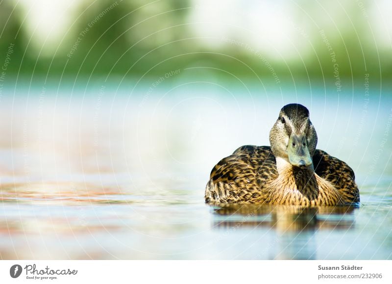 Schwimmbadsaison Tier Wildtier Schwimmen & Baden Ente See Sommer Außenaufnahme Nahaufnahme Tag Zentralperspektive Tierporträt Ganzkörperaufnahme 1 Menschenleer