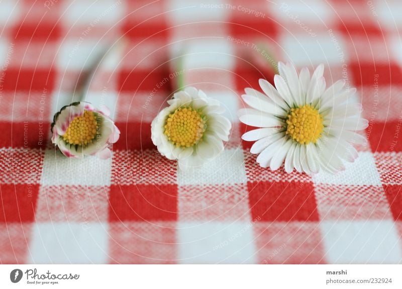 Gänseblümchen-Metamorphose Natur Pflanze Frühling Sommer Blume Blüte rot weiß Blühend kariert Wachstum Farbfoto Innenaufnahme Größenunterschied Blütenblatt