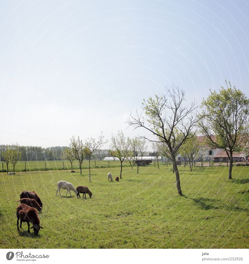 wo ist peter? Natur Himmel Wolkenloser Himmel Frühling Pflanze Baum Gras Wiese Bauwerk Gebäude Bauernhof Nutztier Ziegen Tiergruppe Tierfamilie Fressen blau