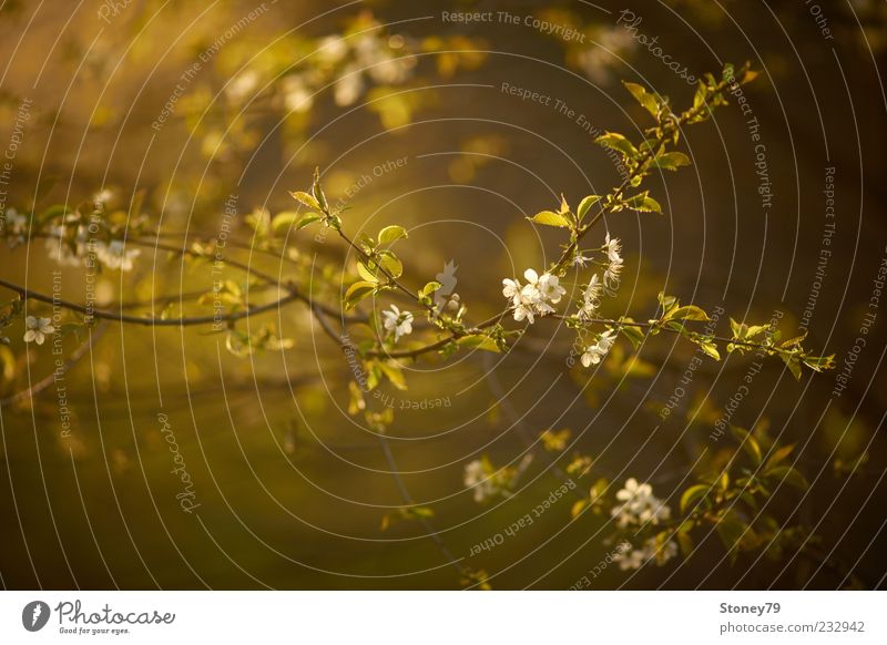 Kirschblüten Natur Pflanze Sonnenlicht Frühling Blüte Zweig Kirsche Wildkirsche Blühend frisch grün Frühlingsgefühle ruhig Abenddämmerung Jahreszeiten Farbfoto