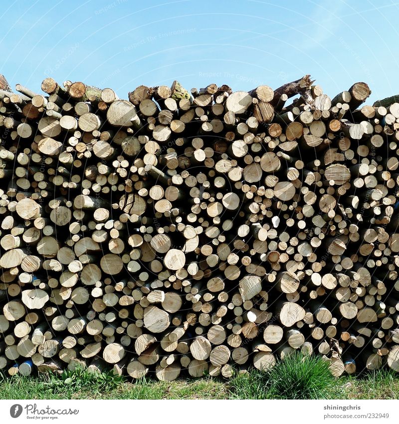 holz vor der hütte Natur Himmel Wolkenloser Himmel Schönes Wetter Gras Holz Baumstamm heizen rund Totholz Stapel Forstwirtschaft Sonnenlicht Menschenleer