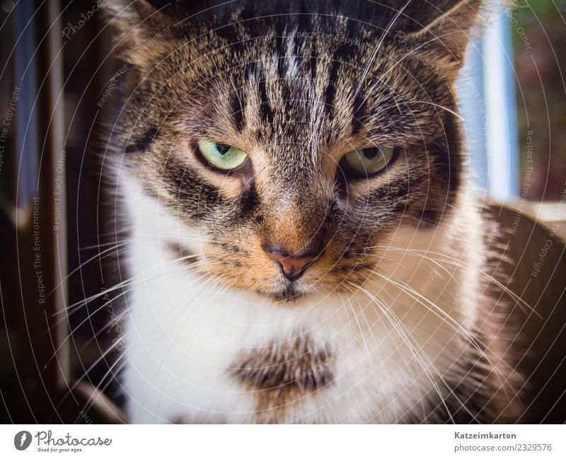 Wer wagt es zu stören? Tier Haustier Katze Tiergesicht Fell 1 beobachten Denken Blick Aggression außergewöhnlich bedrohlich frech kalt kuschlig niedlich