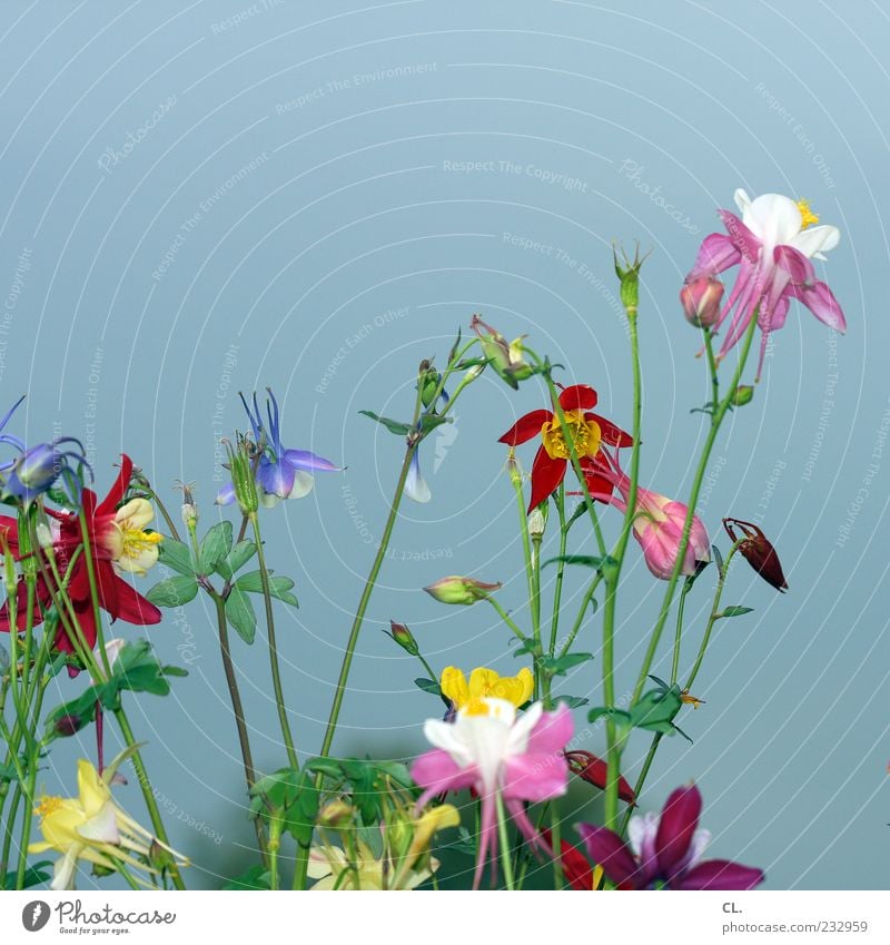 buntblumen Umwelt Natur Pflanze Frühling Sommer Schönes Wetter Blume Blatt Blüte Wildpflanze Garten Fröhlichkeit schön natürlich Vergänglichkeit