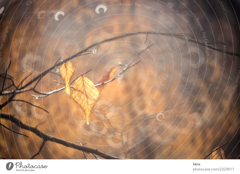 Blätter im Gegenlicht Natur Blatt Wald braun Sonne Sonnenstrahlen