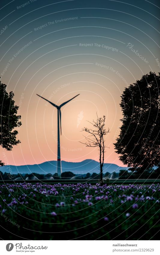 Windmühle Energiewirtschaft Windkraftanlage Umwelt Natur Landschaft Pflanze Luft Himmel Horizont Sonnenaufgang Sonnenuntergang Sommer Baum Blume Mohn Mohnfeld