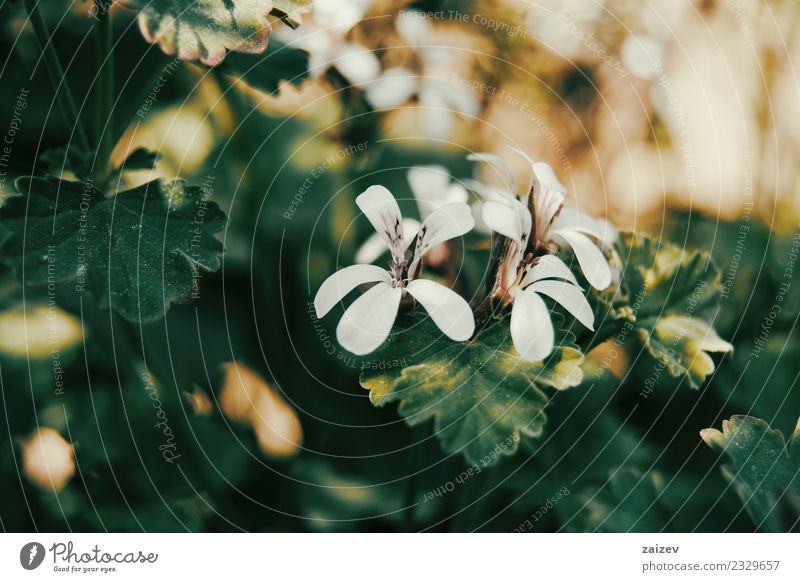 weiße Geranienblüten mit orangem Sonnenlicht schön Sommer Garten Dekoration & Verzierung Natur Pflanze Blume Blatt Blüte Wildpflanze Park natürlich grün Farbe