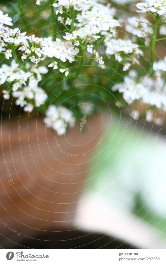 Schleifenblumen Natur Pflanze Blüte Duft weich Farbfoto Außenaufnahme Textfreiraum unten Schwache Tiefenschärfe Topfpflanze Menschenleer Wachstum Detailaufnahme