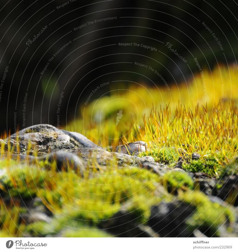 Igelversteck Natur Pflanze Erde Gras Moos Grünpflanze Felsen leuchten Wachstum braun gold grün Stein steinig bewachsen Grasfleck Moosteppich Außenaufnahme