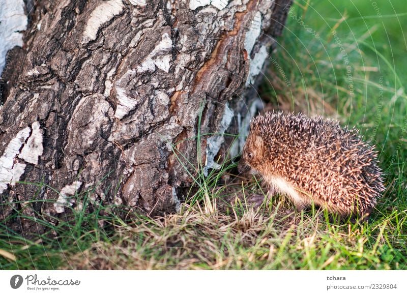 Kleiner Igel Sommer Garten Natur Tier Herbst Baum Gras Moos Blatt Wald klein natürlich niedlich stachelig wild braun grau grün Schutz Europäer Tierwelt