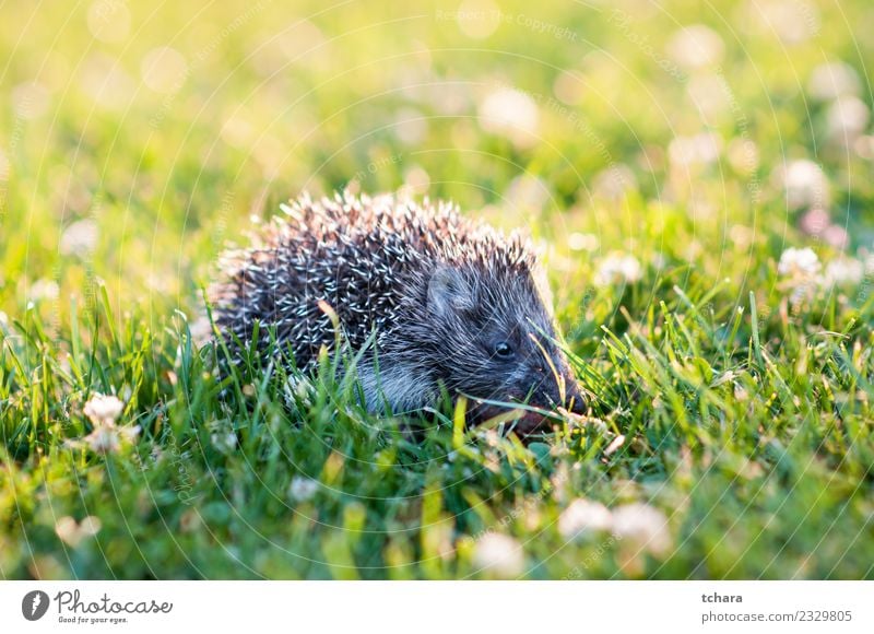 Igel Sommer Garten Natur Tier Herbst Gras Moos Blatt Wald klein natürlich niedlich stachelig wild braun grau grün Schutz Europäer Tierwelt Säugetier Hintergrund