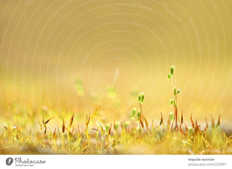 Goldener Frühling Umwelt Natur Pflanze Sonnenlicht Sommer Schönes Wetter Gras Blatt Blüte Grünpflanze Wildpflanze Wiese hell gelb gold grün Farbfoto