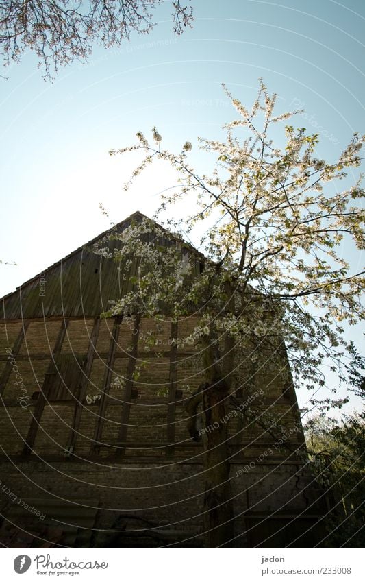 frühling auf dem land. Haus Garten Hütte Bauwerk Gebäude Mauer Wand Stein alt historisch Gelassenheit ruhig Heimweh Scheune Baum Blühend Blüte Dorfidylle