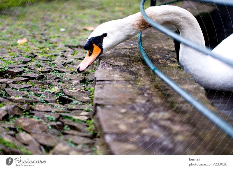 Grasen Natur Park Tier Wildtier Schwan Tiergesicht Schnabel Kopf Hals 1 Stein Fressen Appetit & Hunger Geländer Barriere Farbfoto Gedeckte Farben Außenaufnahme