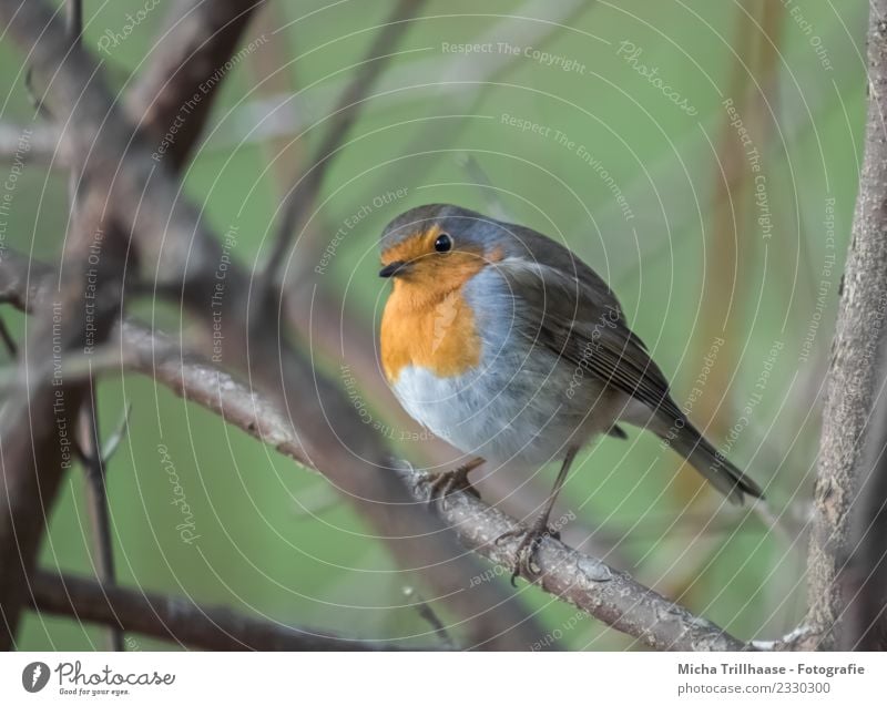 Neugierig blickendes Rotkehlchen Umwelt Natur Tier Sonne Schönes Wetter Pflanze Baum Ast Zweig Wildtier Vogel Tiergesicht Flügel Krallen Schnabel Auge Feder