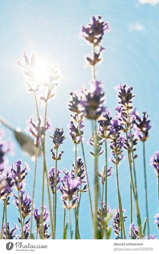 Gegenlichtsommerduft Duft Sommer Pflanze Wolkenloser Himmel Schönes Wetter blau grün weiß Lavendel Licht Sonnenlicht Sonnenstrahlen Menschenleer Unschärfe