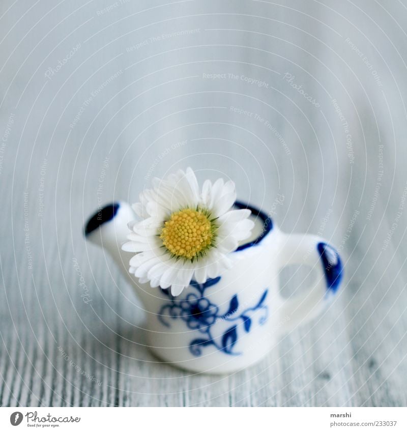 ein Minigruß Pflanze Blume klein blau gelb weiß Gänseblümchen Kannen Holzbrett süß Gießkanne Dekoration & Verzierung Vase Farbfoto Innenaufnahme Miniatur