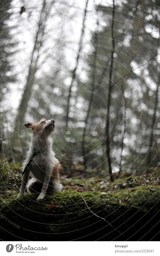 Hundewetter Ausflug Umwelt Natur Sonnenlicht schlechtes Wetter Regen Pflanze Wald Tier Haustier Fell Pfote 1 Tierjunges beobachten warten dunkel Neugier wild