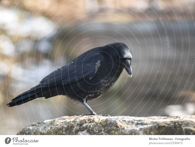 Rabe porträt Umwelt Natur Tier Sonne Winter Schönes Wetter Eis Frost Schnee Fluss Wildtier Vogel Tiergesicht Flügel Krallen Krähe Rabenvögel Kolkrabe Schnabel