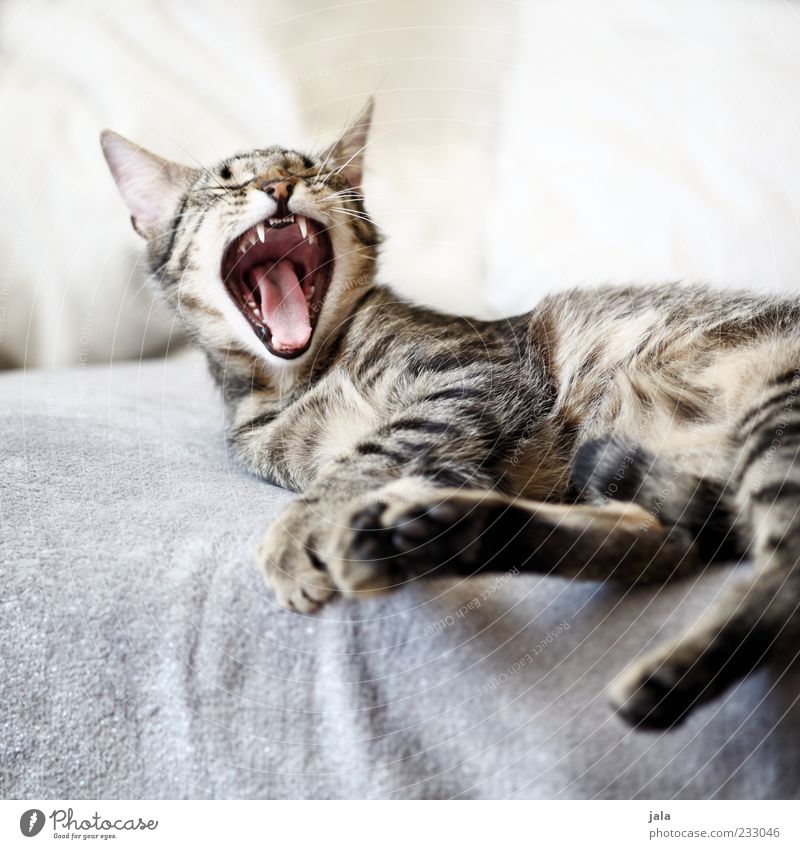 zum abgähnen... Tier Haustier Katze 1 genießen Müdigkeit Farbfoto Innenaufnahme Menschenleer Hintergrund neutral Licht Tierporträt Gebiss Maul Fell Liege Pfote