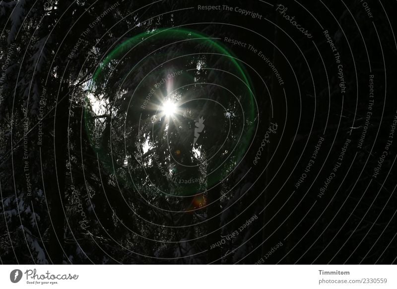Lichterscheinung im Schwarzwald Umwelt Natur Winter Wald dunkel grün schwarz Reflexion & Spiegelung geheimnisvoll Farbfoto Außenaufnahme Menschenleer Tag