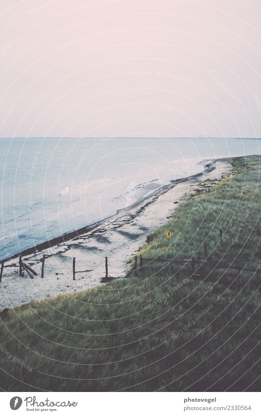 In der Ferne Umwelt Natur Landschaft Tier Erde Sand Luft Wasser Himmel Wolkenloser Himmel Horizont Pflanze Gras Sträucher Wiese Wellen Küste Strand Ostsee