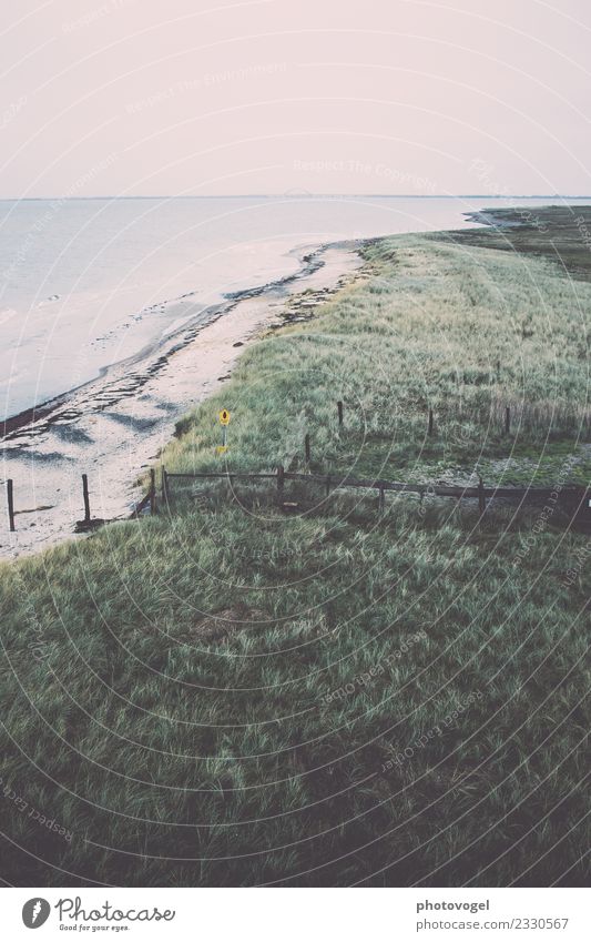 Weitblick Umwelt Landschaft Tier Sand Wasser Himmel Wolkenloser Himmel Pflanze Gras Sträucher Grünpflanze Wellen Küste Strand Ostsee frei Unendlichkeit maritim