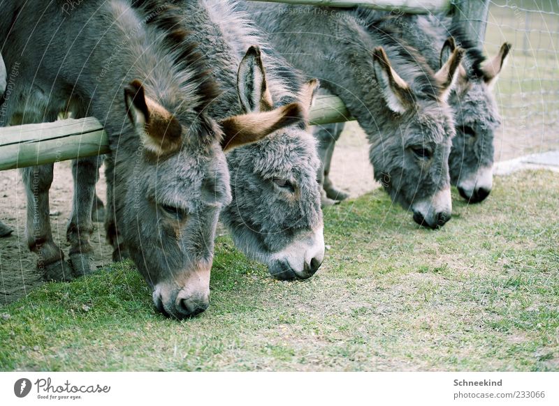 Mittagszeit Umwelt Natur Gras Tier Fell Zoo Streichelzoo 4 Tiergruppe Esel Fressen Zaun Wildtier Wildpark Huf Farbfoto Außenaufnahme Menschenleer Tag Licht