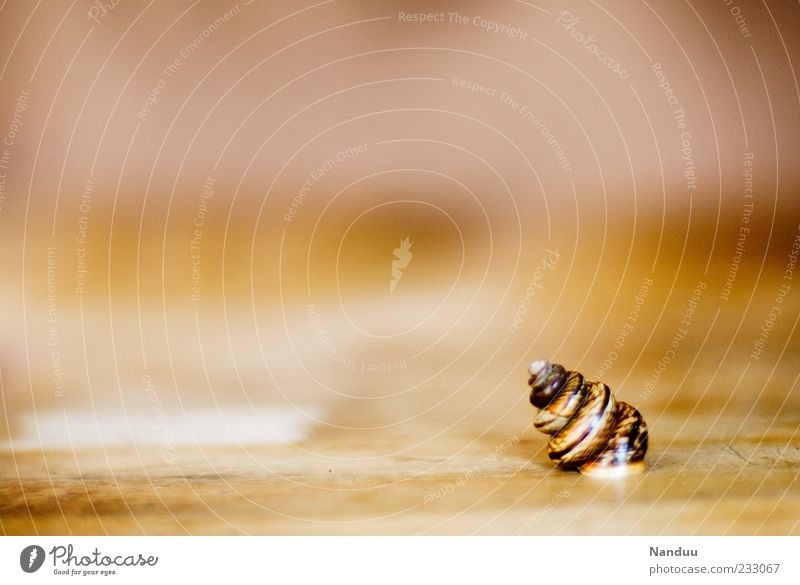 Mutant Tier Schnecke 1 bizarr skurril Schnirkelschnecke Windung Schneckenhaus außergewöhnlich krabbeln Menschenleer Schwache Tiefenschärfe Hintergrund neutral