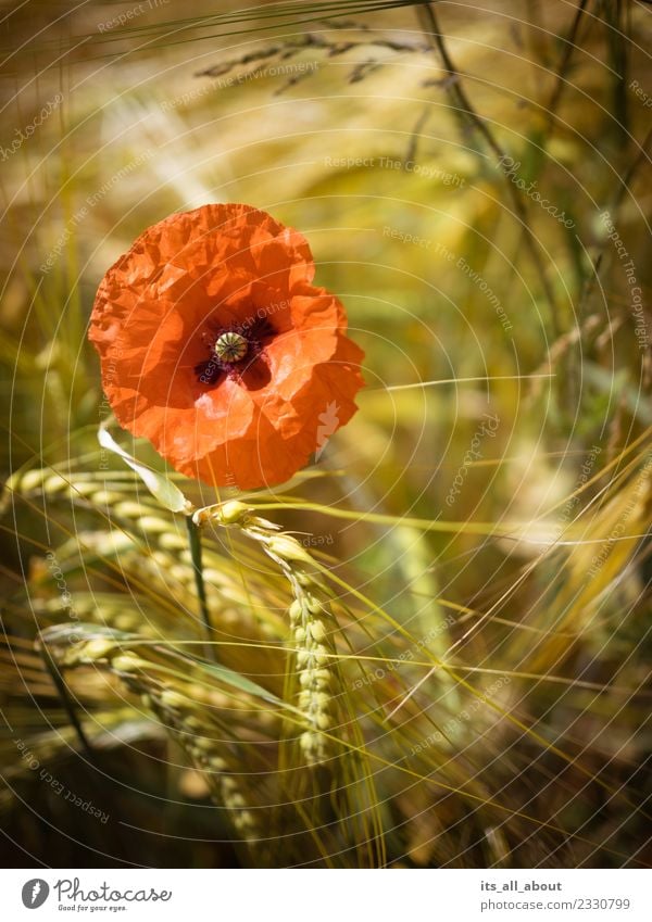 Mohnblume mit Ähren Natur Pflanze Sommer Blume Blüte Nutzpflanze Feld gold rot Mohnblüte Weizen Weizenfeld Weizenähre Farbfoto Außenaufnahme Menschenleer Tag