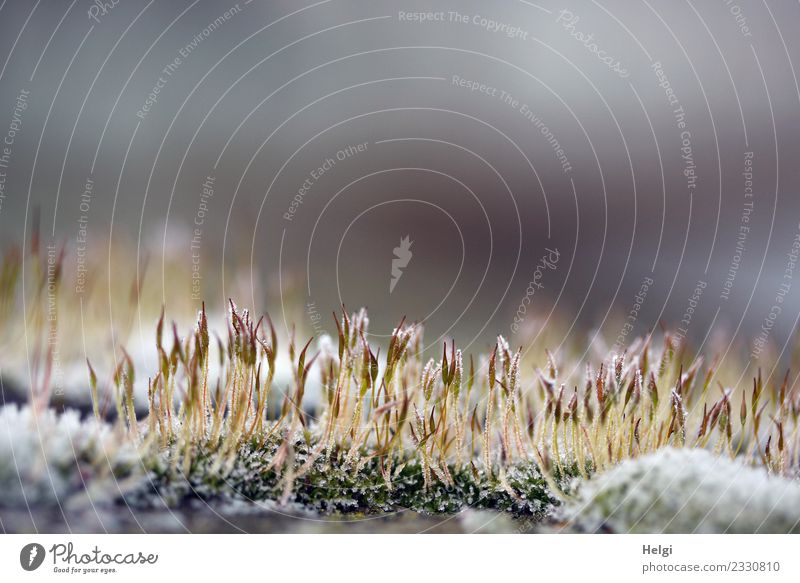 Raureif Umwelt Natur Pflanze Winter Eis Frost Moos Wildpflanze Park frieren stehen Wachstum einzigartig kalt klein natürlich braun gelb grau grün weiß standhaft