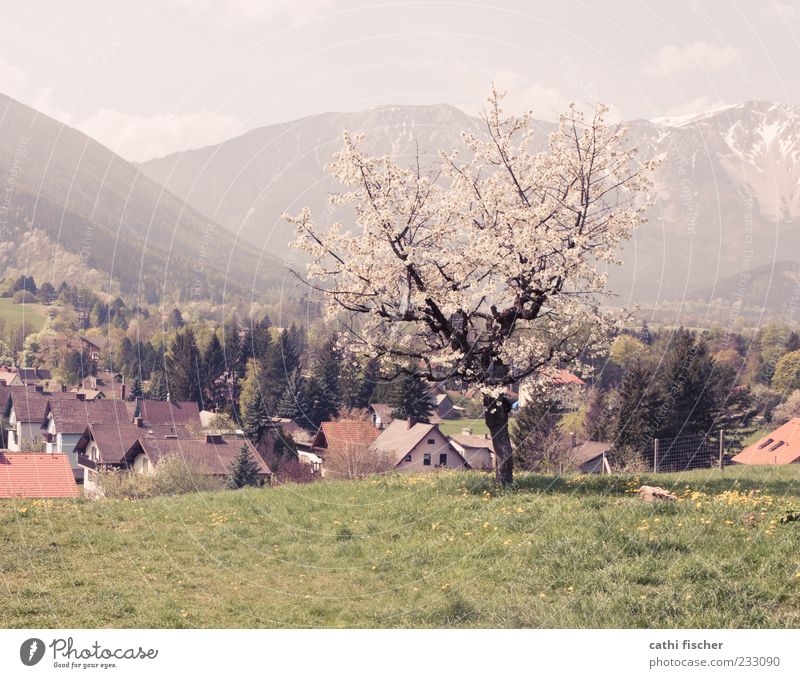 Frühling in Puchberg Ferien & Urlaub & Reisen Sommer Umwelt Natur Landschaft Himmel Wolken Schönes Wetter Pflanze Baum Gras Wiese Wald Alpen Berge u. Gebirge