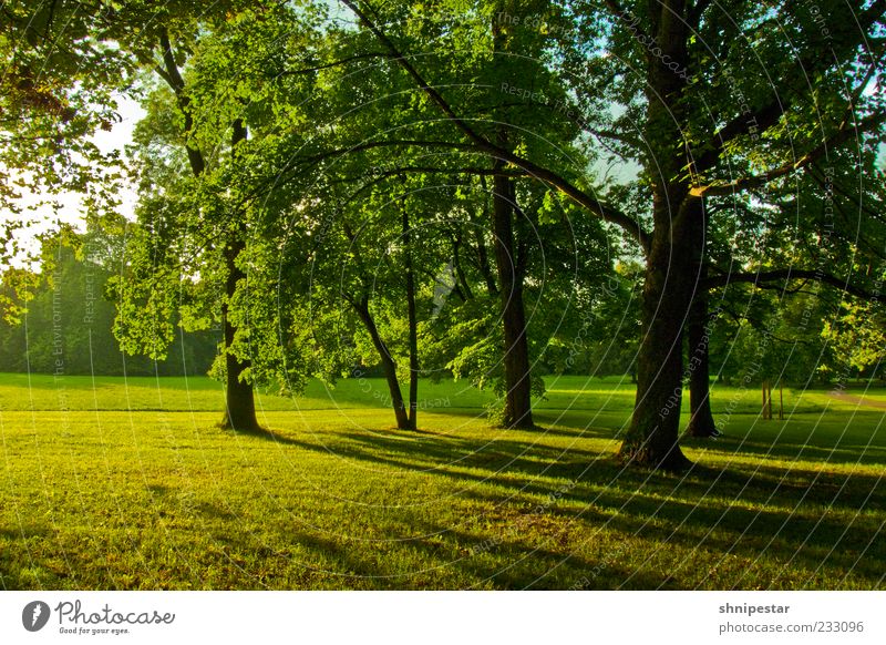 Waldmeister 2 Umwelt Natur Landschaft Pflanze Urelemente Frühling Sommer Klima Wetter Schönes Wetter Baum Gras Park Wiese Leipzig Clara-Zetkin-Park Erholung