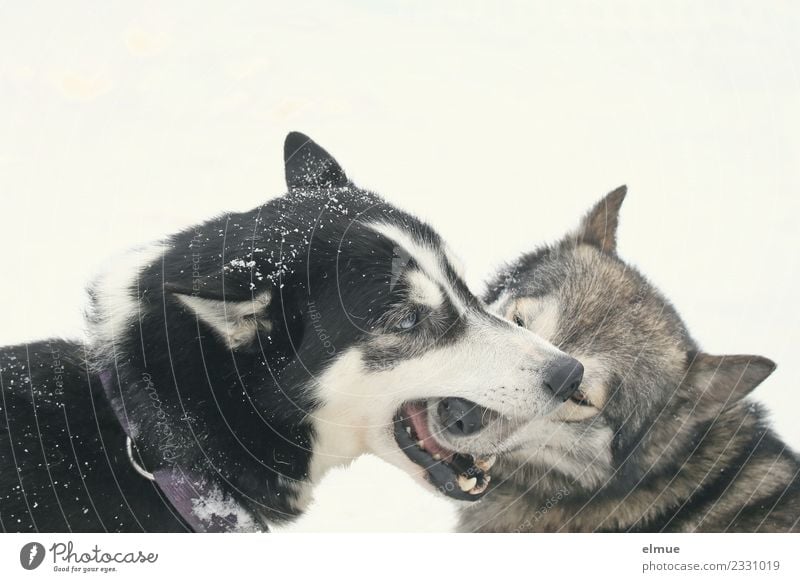 zwei spielende Huskies Winter Schnee Hund Husky Schlittenhund Schlittenhundrennen Fell Schnauze Spielen ästhetisch authentisch Gesundheit Zusammensein Glück