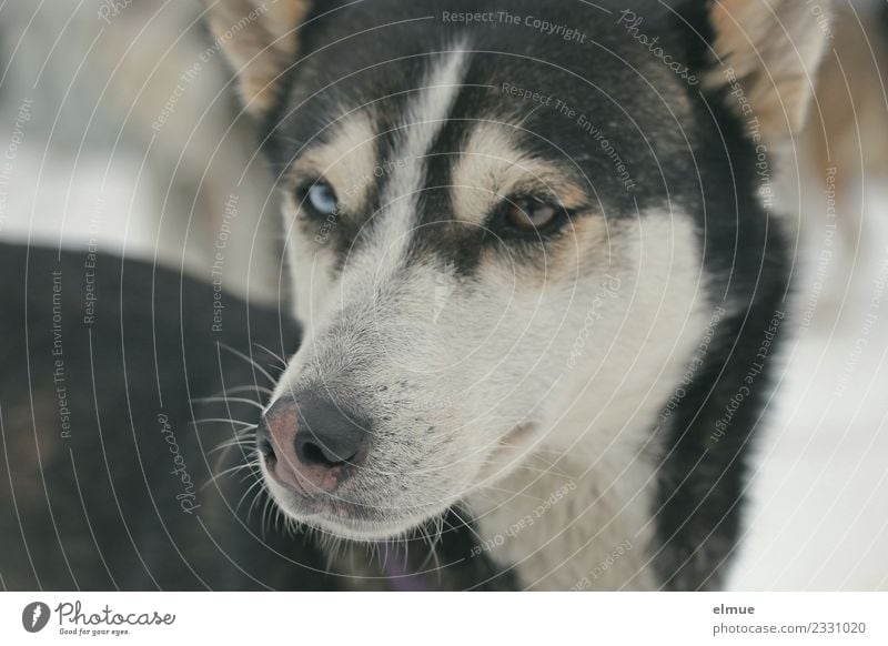 Portrait eines Huskys Winter Hund Schlittenhund Schlittenhundrennen Schnauze Auge Fell Fellzeichnung Nase Blick warten ästhetisch sportlich elegant kuschlig