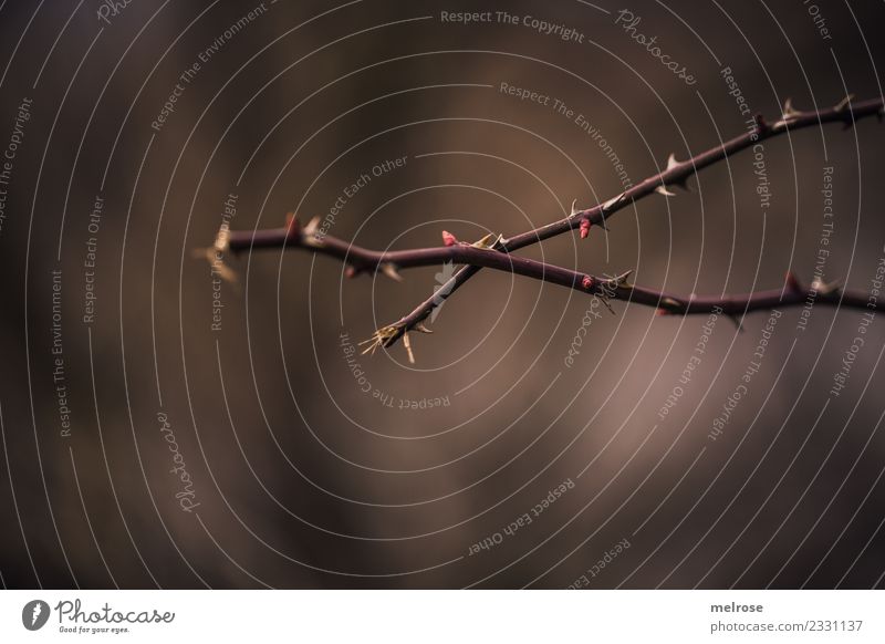 stachelig Umwelt Natur Winter Pflanze Sträucher Blüte Wildpflanze Zweige u. Äste Dorn Dornenbusch Wald Perspektive kreuzen braun berühren Wachstum dunkel
