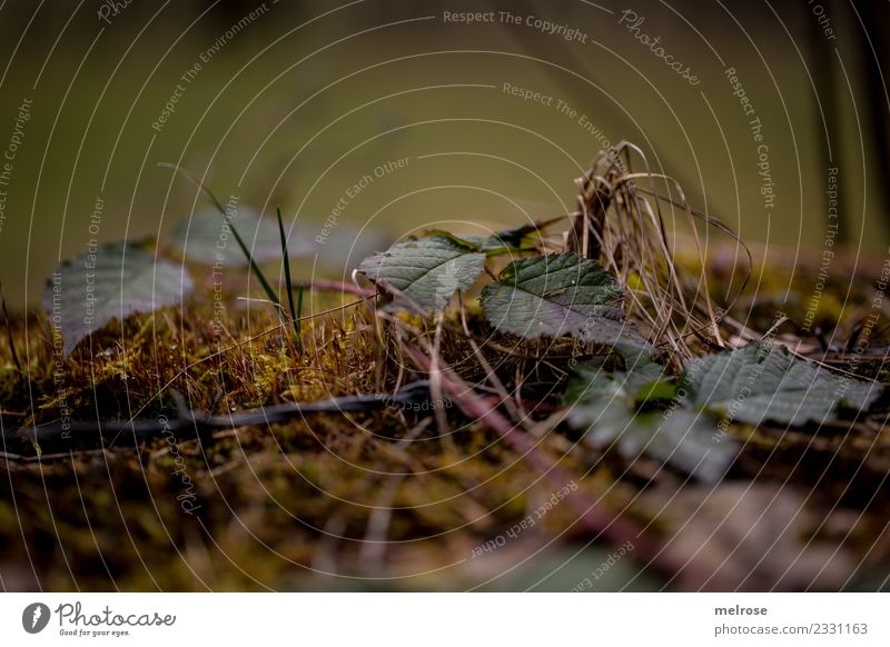 Blätter auf Moosboden Umwelt Natur Erde Frühling Klima Wetter Pflanze Gras Blatt Grünpflanze Moosteppich Äste Trockne Gräser Wald Boden Bodendecker Halm hängen