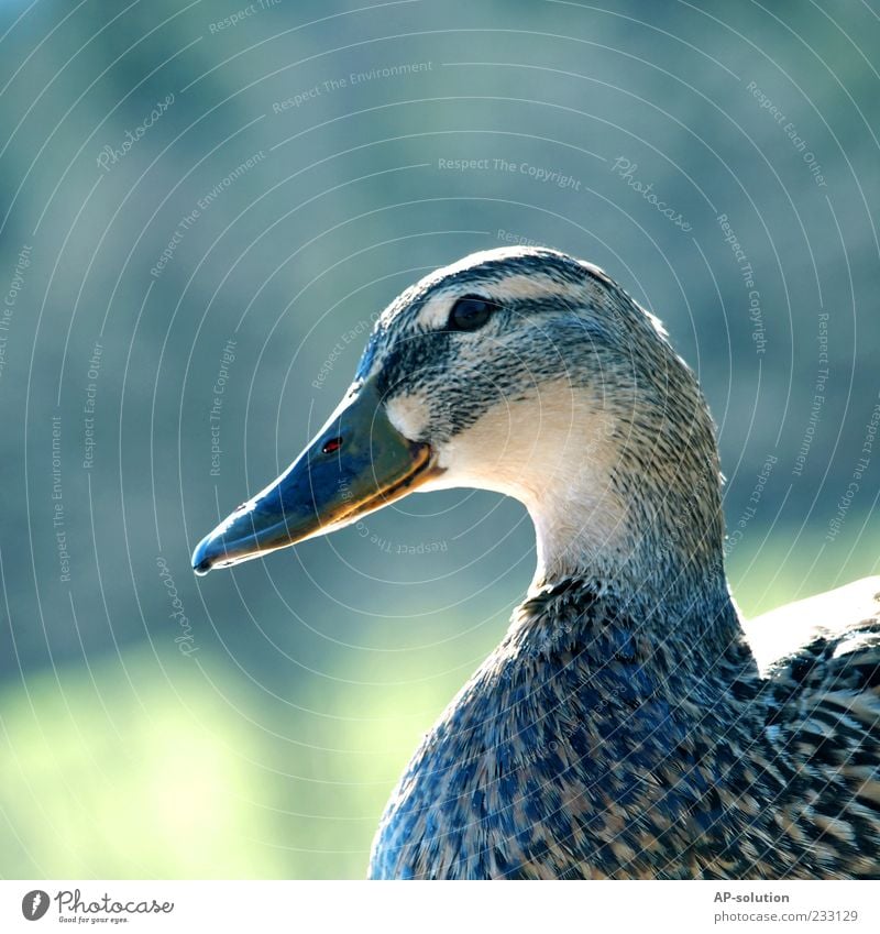 Ente Tier Nutztier Vogel Tiergesicht 1 Feder Schnabel Erpel Farbfoto Außenaufnahme Menschenleer Textfreiraum links Textfreiraum oben Tag Tierporträt Profil Kopf