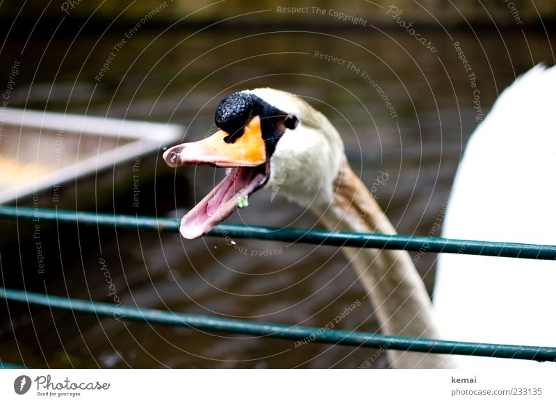 Schnabel aufreißen Umwelt Natur Tier Wildtier Schwan Tiergesicht Kopf 1 schreien Aggression Wut offen Zunge gefährlich Farbfoto Außenaufnahme Tag Kontrast