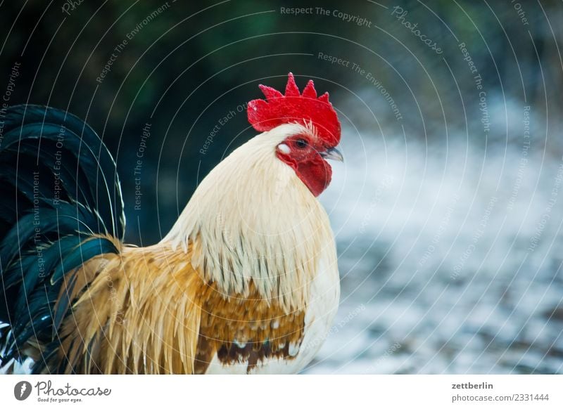 Hahn again Haushuhn Hühnervögel Vogel Geflügel Tier Geflügelfarm Hühnerei Hühnerfeder Viehhaltung Tierhaltung artgerecht Bioprodukte Biologische Landwirtschaft