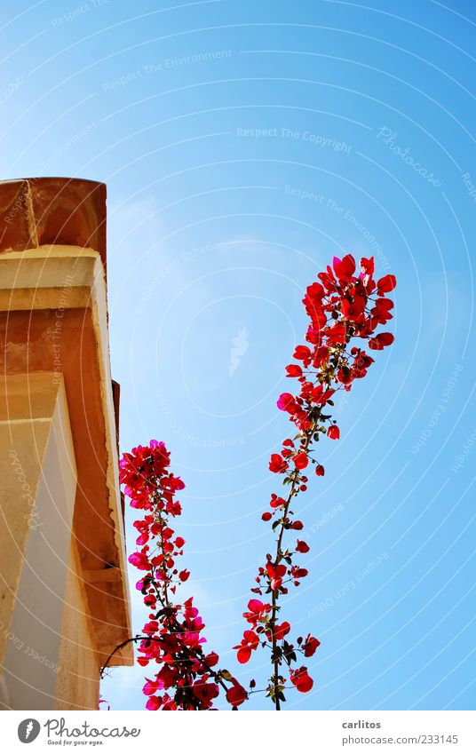 Irgendwann musste es soweit kommen ..... Wolkenloser Himmel Frühling Schönes Wetter Pflanze Blüte Mauer Wand Dach Blühend Duft ästhetisch schön trocken blau rot