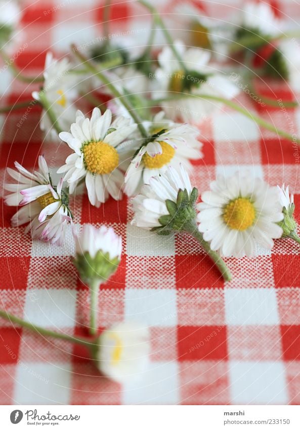 eine Portion er liebt mich, er liebt mich nicht Pflanze Blume gelb grün rot weiß kariert Gänseblümchen schön Haufen Unschärfe Farbfoto Innenaufnahme mehrere