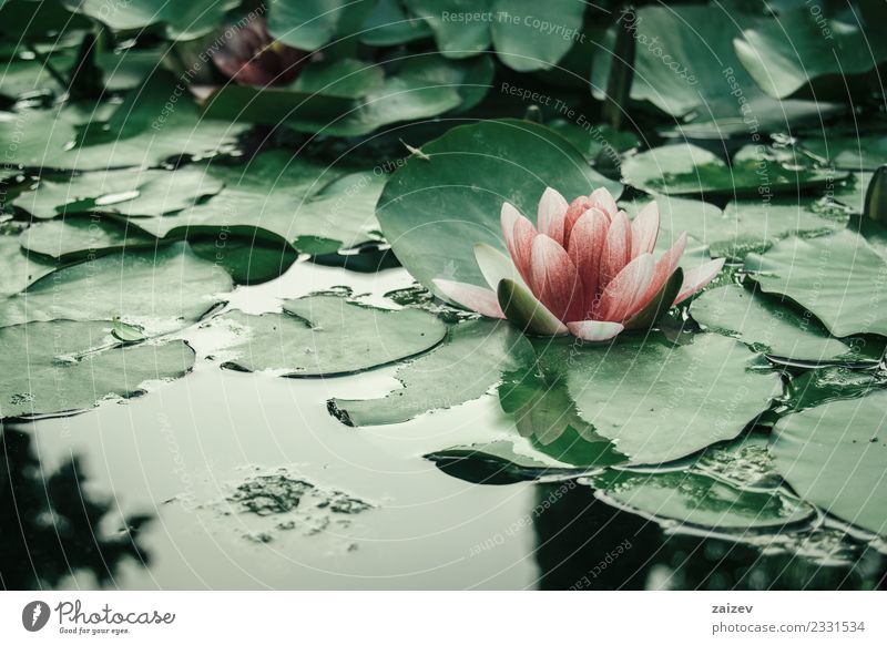 rosa Wasserblume, die auf einem See mit Blättern schwebt. elegant schön Sommer Garten Natur Pflanze Frühling Blume Blatt Blüte Wildpflanze Park Teich Liebe